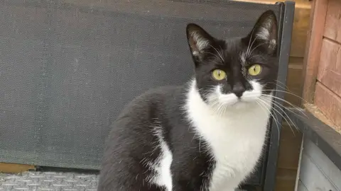 A black and white cat looking into the camera