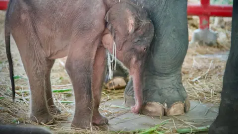 BBC/Benjamin Begley The baby elephant