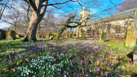 BBC Weather Watchers/Figaro A graveyard with old graves and the ground is covered in white snowdrops and purple crocuses. There is a large tree to the centre-left of the photo and a small church to the right which is obscured slightly by a crooked tree. The sky is bright blue.