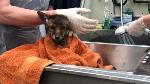 Fox cub being bathed after being covered in oil