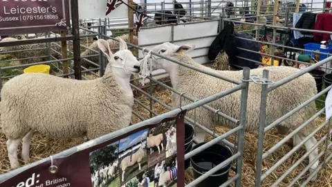Sheep in an indoor pen at South of England show at Ardingly