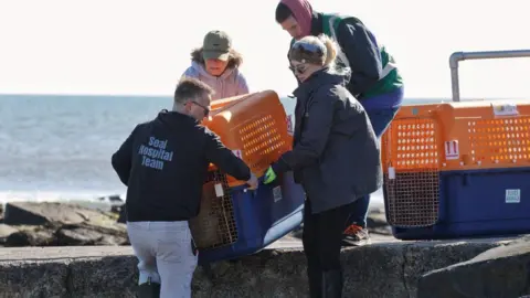 Tynemouth Aquarium Four team members part of a "seal hospital team" carry an orange and blue animal carrier. One person has a black hoodie which has a logo reading "seal hospital team" on it. They four are carrying the crate over a concrete sea defence where the shore is in the background. 