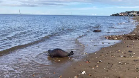 Sea Life A seal lying on the waterline of a beach with the town of Hunstanton in the background.