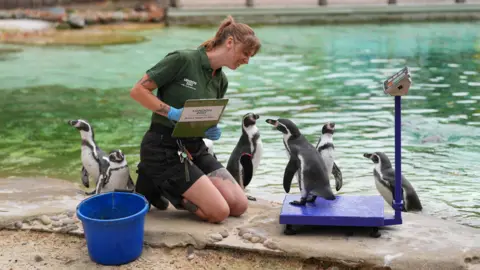 PA Media One grey and white Humboldt penguin stands on a blue weighing scale in front of a smiling zookeeper who is kneeling in front of it. Several other penguins are standing next to them. 