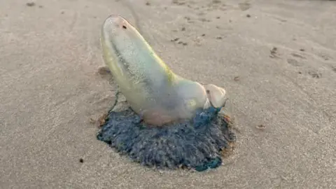 Portuguese man o' war on Greve d'Azette