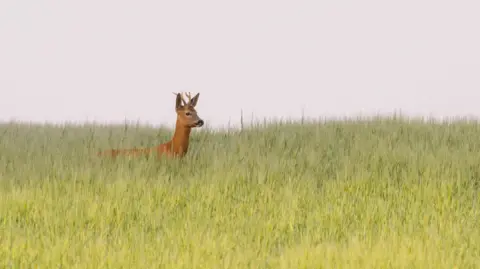 A deer in long grass.