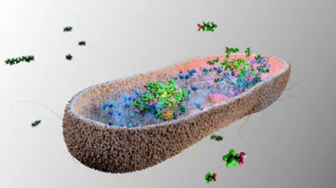 Peter Northrop/MRC Toxicology Unit An illustration showing a large gut bacteria as a brown oval shape. Inside it are different coloured dots. Some of these are green and pink. They have gathered together inside the brown oval shape in a clump to represent how the PFAS is accumulated.