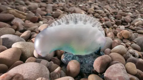 Portuguese man o' war