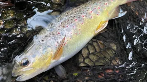 Trout in the Trym A close-up of a trout in a river