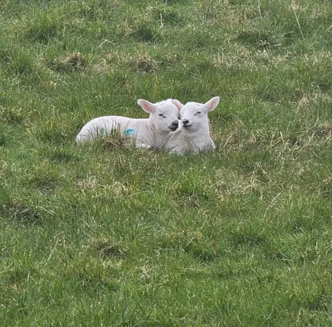 Kathleen Ravie Two small white lambs lying close together in long green grass, appearing relaxed and nestled side by side.