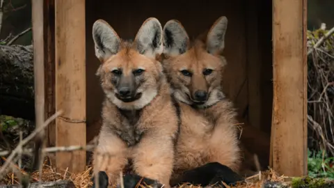 Tom Anders Two foxes with fluffy coats and big ears