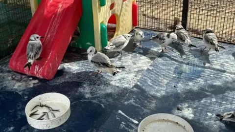 A large caged enclosure, with a group of kittiwakes, small white and grey birds, in. A plastic children's slide is in the corner, and bowls of water and food sit on the floor.