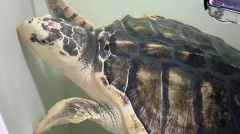 A close-up photo of Rhossi underwater, swimming against the white side of his tank. His head is yellow and dark brown grey and his shell is dark brown/grey with some yellow highlights.