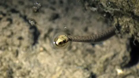 RSPCA The background is the bottom of a pond or rock pool, and is blurry. The photo is taken from above. In the foreground is a small green snake, emerging from a rock under the water, but poking its head just above the surface. Ripples of water form in a circle around its head. 