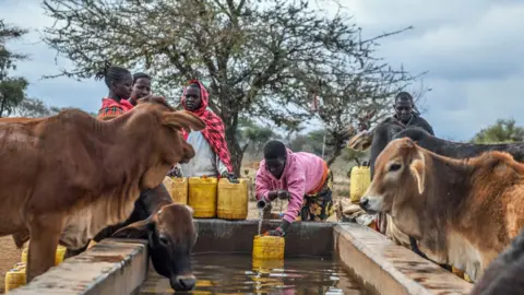 Gerald Anderson/Anadolu/Getty Images Several head of cattle are seen at a drinking trough in Bisil, Kenya - where there is a tap from which a girl is filling yellow jerrycans. Other girls, one in a pink checked shawl, are also waiting with their containers - Friday 29 August 2025.