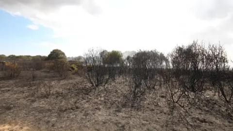 LAURA FOSTER/BBC Burned land with trees seen in the background.