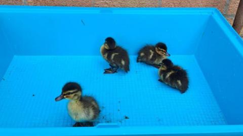 Four ducklings