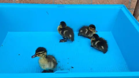 Four ducklings