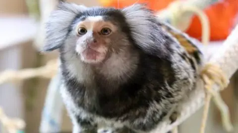 Small common Marmoset gripping on to a thick, white rope. He has white fluffy ears, small eyes, a snub nose and patches of brown on his face. 