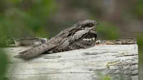 RSPB A lone nightjar perched on a log with its eyes closed. It has a small pointed beak. Its feathers are a mottled mix of brown, grey, cream and white. 