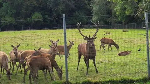 Multiple deer in a field
