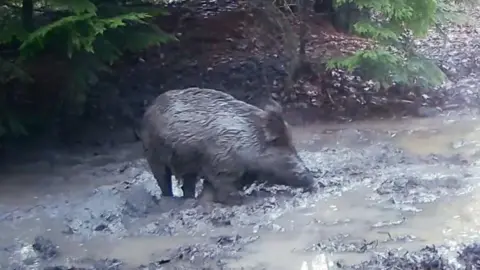 Zbigniew Waćkowski A wild boar is pictured with his nozzle in the mud. The boar is covered in mud and the grass below is full of puddles. Some trees can be seen in the background. 