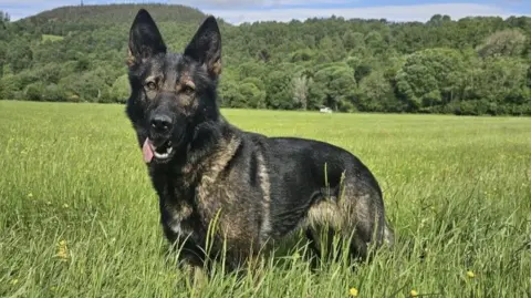 Police Scotland Missing police dog Fergie