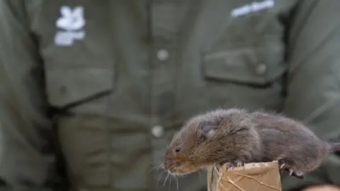 National Trust / Hannah Elliott A water vole balances on the end of a cardboard release tube held in front of a person in a green shirt with a National Trust logo on it.