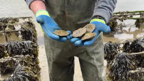 A person wearing blue gloves and waterproof waders holds several oysters in both hands while standing in shallow coastal water. Behind the person are metal racks covered in seaweed, indicating a shellfish farming area.