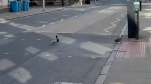 The ducks took the crossing outside the entrance to Trinity Market.