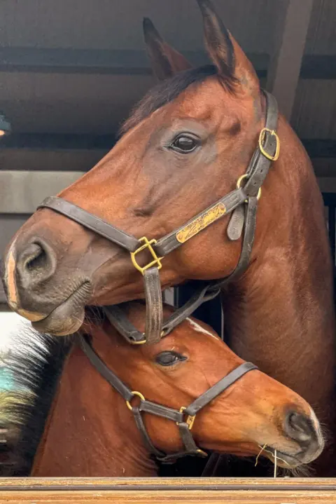 BBC News A thoroughbred mare and colt 