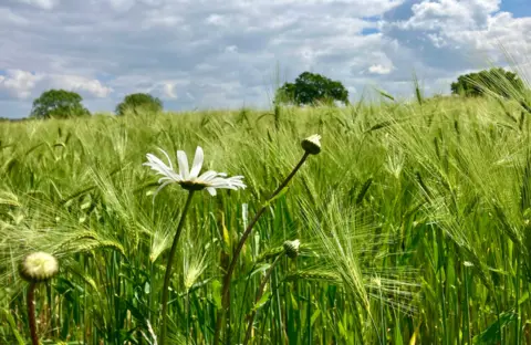 BBC Weather Watchers / Margrove Bromsgrove field