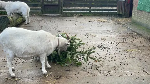 Redgate Farm Animal Sanctuary A white goat eating a Christmas tree