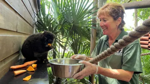 A woman and an animal are in an outdoor enclosure. The keeper, wearing a green shirt and gloves, is holding a metal bowl of chopped fruit and veg. The animal, a black-coated lemur, is perched on a wooden ledge, reaching toward a bright orange piece of food. The background is a mix of wooden walls, ropes, and tropical plants
