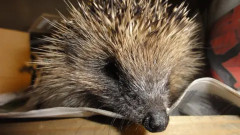 A close-up of a hedgehog's face. It has a brown and white furry face with black eyes, a black nose and long black whiskers. The rest of it is covered in pale brown spikes. It is lying on a piece of newspaper laid on cardboard.