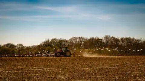 Robert David A tractor ploughing a tract  followed by a flock of gulls