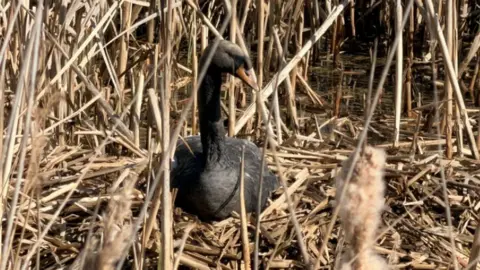 Cleethorpes Wildlife Rescue Swan covered in black oil sits on a nest amongst reeds on a lake