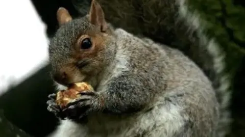 A grey squirrel holding a nut between its paws