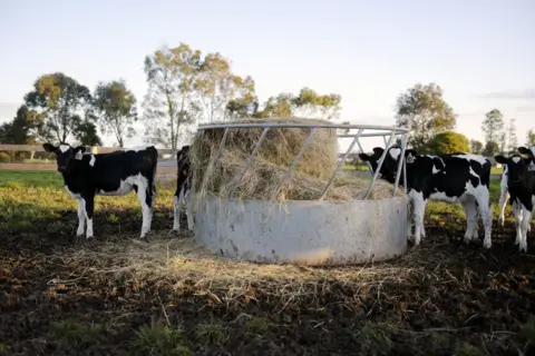 Cows using a ring cattle feeder to eat hay (generic image).