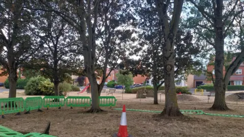 Some mature trees are on a patch of parched grass with houses in the background. There are green barriers around the trees and a traffic cone.