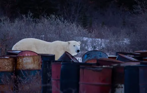 Victoria Gill/BBC News A polar bear, in Churchill Manitoba, stands close to a collection of rusty oil drums in a waste dump. The adult bear appears to be calmly exploring the barrels. 