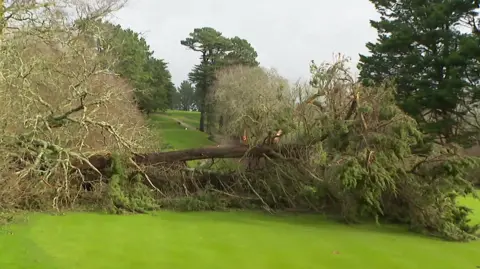 The picture shows a large tree that has fallen across a golf course, blocking the fairway. The tree appears to have snapped near its base, with its branches and limbs sprawled across the bright green grass. The fallen tree is thick and covered in moss, and its branches are tangled with smaller twigs and greenery. Behind the fallen tree, the course stretches uphill, lined with more tall trees on either side.