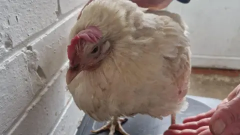 Gemma Fullick-Colgrave A white feathered chicken with a red crest standing on a black surface inside a house.