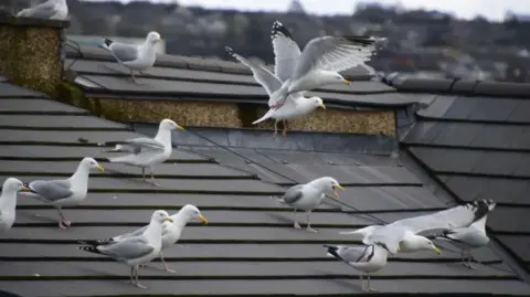 Getty Images A large group of herring gulls on a rooftop