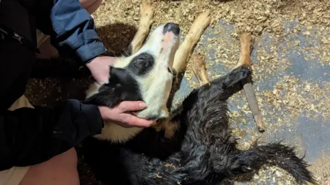 RSPCA A black and white dog lying on the floor with a person cradling its head. Sawdust on the floor.
