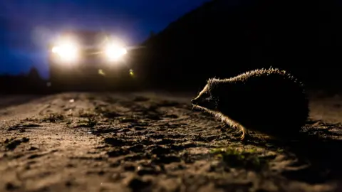 Getty Images A hedgehog on the road with a car and bright headlight in the background