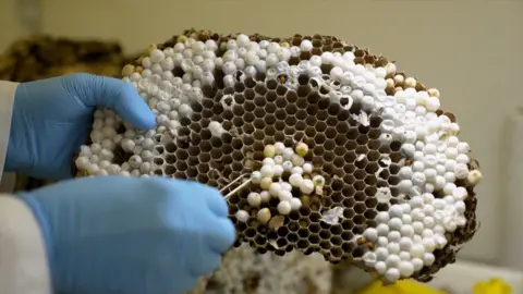 A scientist with blue, latex gloves plucks out larvae with a white circular coating from a cross section of comb from the nest.