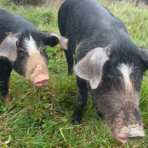 Sammi Allen Two pigs snuffling in a field