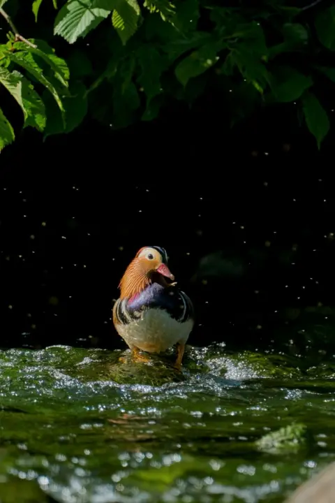 Shyamala Stott A mandarin duck, a white and blue bird with an orange plumage and beak, sits in water, with trees in the background