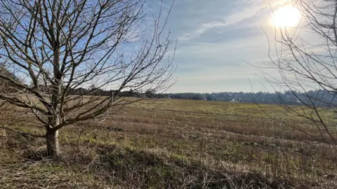 A field with trees in the foreground and blue sky in the background. 